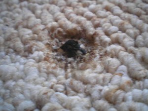 turner valley carpet cleaning